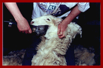 maude shearing